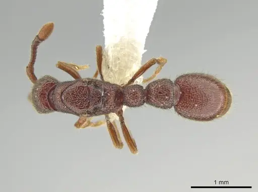 Syscia tolteca specimen CASENT0644415 image casent0644415_1