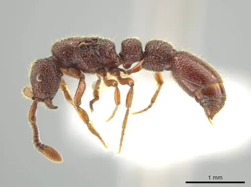 Syscia tolteca specimen CASENT0644415 image casent0644415_3