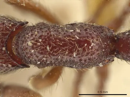 Syscia tolteca specimen CASENT0644430 image casent0644430_1