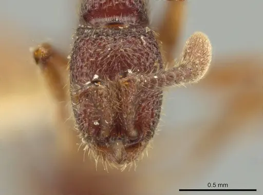Syscia tolteca specimen CASENT0644430 image casent0644430_2