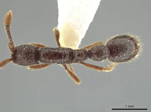 Syscia tolteca specimen FMNHINS0000095755 image fmnhins0000095755_1