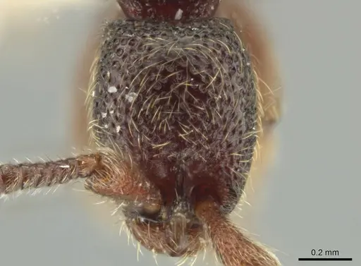 Syscia tolteca specimen FMNHINS0000095755 image fmnhins0000095755_3