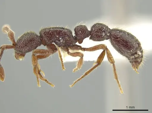 Syscia tolteca specimen FMNHINS0000095755 image fmnhins0000095755_4