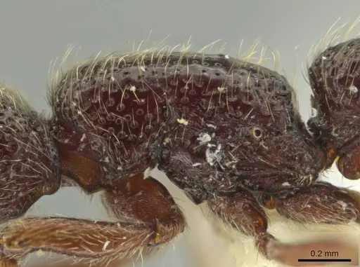 Syscia tolteca specimen FMNHINS0000095755 image fmnhins0000095755_5