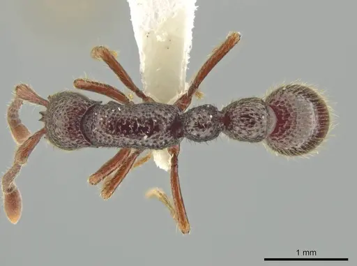Syscia transisthmica specimen CASENT0644006 image casent0644006_1