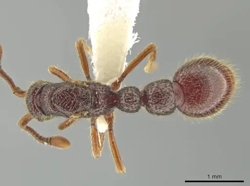Syscia transisthmica specimen CASENT0644007 image casent0644007_1