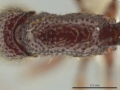 Syscia transisthmica specimen CASENT0644242 image casent0644242_1