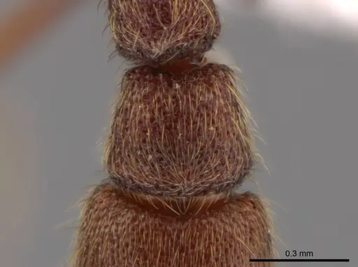 Syscia truncata specimen CASENT0624890 image casent0624890_2