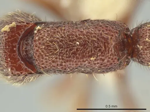 Syscia truncata specimen CASENT0644352 image casent0644352_1