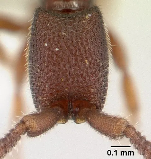 Syscia typhla specimen CASENT0106214 image casent0106214_2