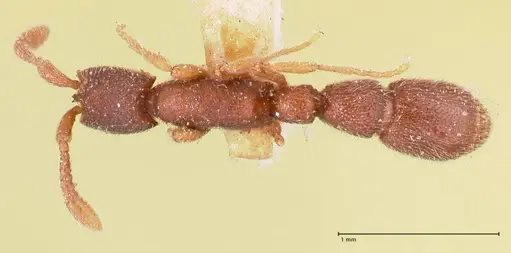 Syscia typhla specimen FOCOL0804 image focol0804_1