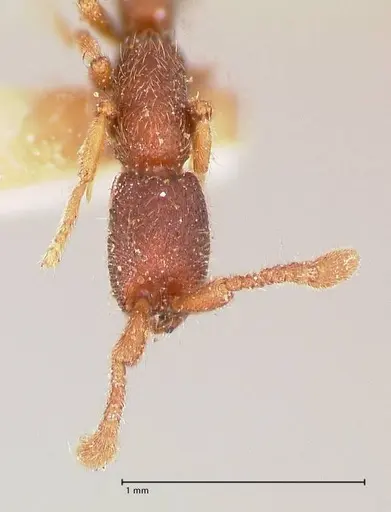 Syscia typhla specimen FOCOL0804 image focol0804_2