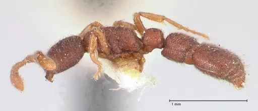 Syscia typhla specimen FOCOL0804 image focol0804_3