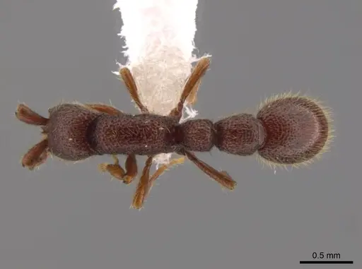 Syscia valenzuelai specimen CASENT0610396 image casent0610396_1