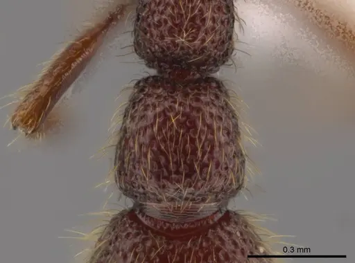Syscia valenzuelai specimen CASENT0610396 image casent0610396_2