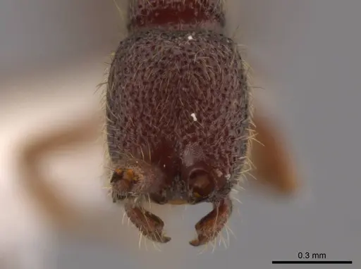 Syscia valenzuelai specimen CASENT0610396 image casent0610396_3