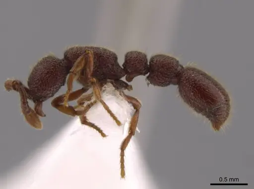 Syscia valenzuelai specimen CASENT0610396 image casent0610396_4
