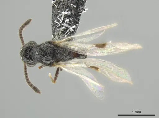 Syscia valenzuelai specimen CASENT0630839 image casent0630839_1