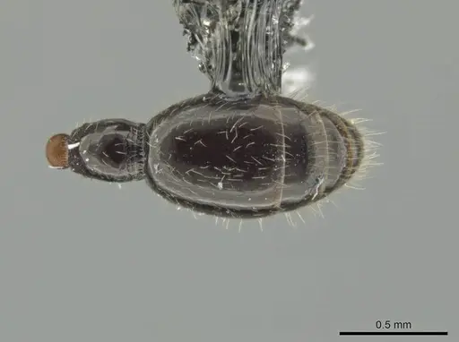 Syscia valenzuelai specimen CASENT0630839 image casent0630839_2