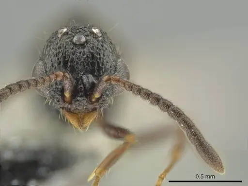 Syscia valenzuelai specimen CASENT0630839 image casent0630839_3