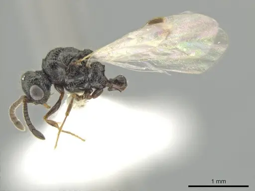 Syscia valenzuelai specimen CASENT0630839 image casent0630839_4
