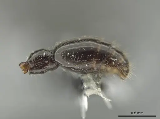 Syscia valenzuelai specimen CASENT0630839 image casent0630839_5