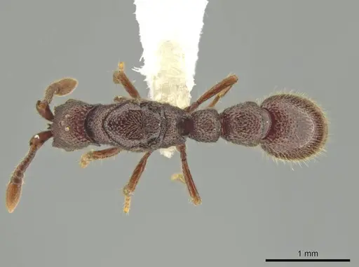 Syscia valenzuelai specimen CASENT0644344 image casent0644344_1