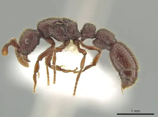 Syscia valenzuelai specimen CASENT0644344 image casent0644344_3