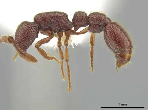 Syscia valenzuelai specimen CASENT0644345 image casent0644345_3
