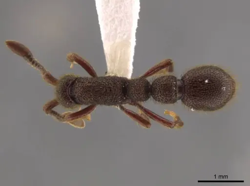Syscia volucris specimen CASENT0628622 image casent0628622_1