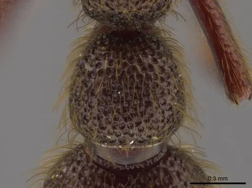 Syscia volucris specimen CASENT0628622 image casent0628622_2