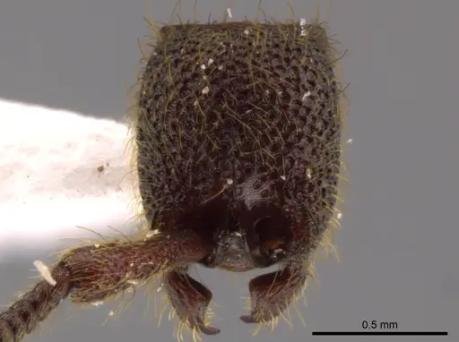 Syscia volucris specimen CASENT0628622 image casent0628622_3