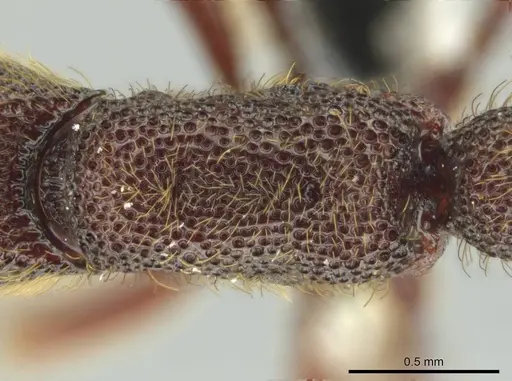 Syscia volucris specimen CASENT0644413 image casent0644413_1