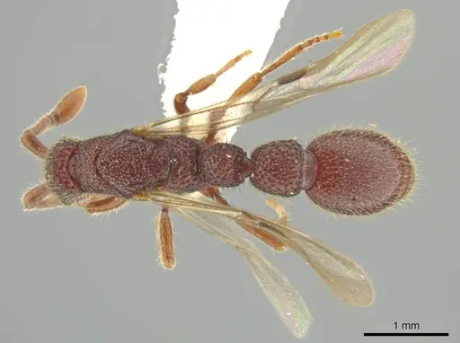 Syscia volucris specimen INB0003237379 image inb0003237379_1