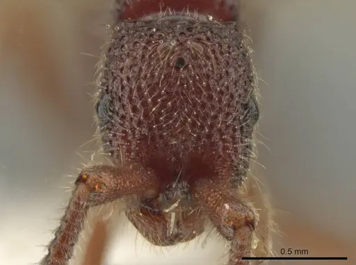 Syscia volucris specimen INB0003237379 image inb0003237379_2
