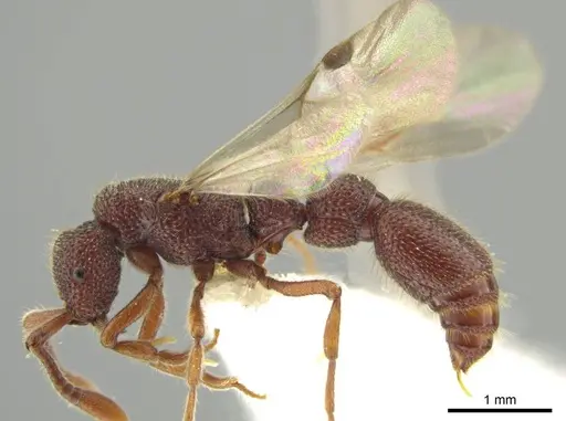 Syscia volucris specimen INB0003237379 image inb0003237379_3