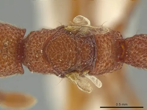 Syscia volucris specimen INBIOCRI000522290 image inbiocri000522290_1