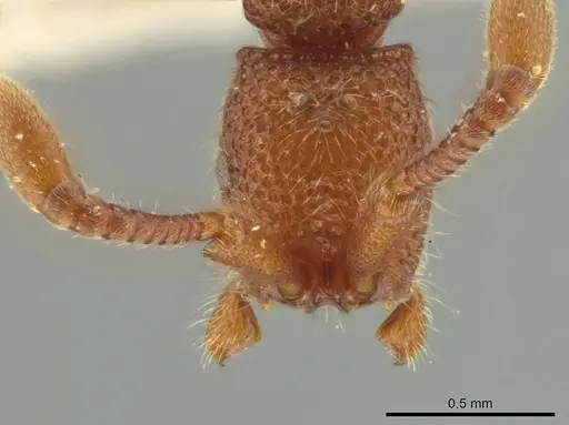 Syscia volucris specimen INBIOCRI000522290 image inbiocri000522290_2