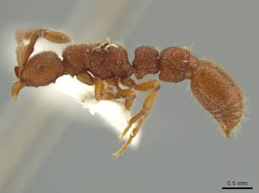 Syscia volucris specimen INBIOCRI000522290 image inbiocri000522290_3