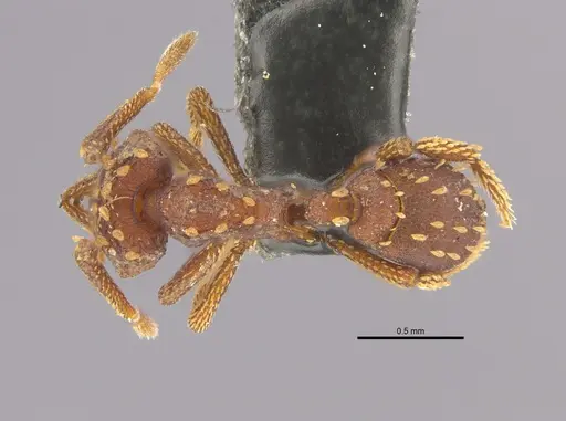Talaridris mandibularis specimen ANTWEB1038907 image antweb1038907_1