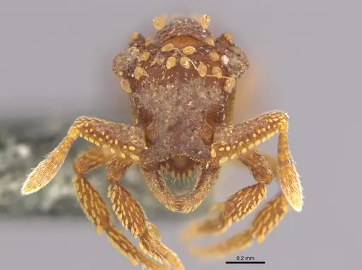 Talaridris mandibularis specimen ANTWEB1038907 image antweb1038907_2