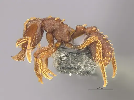 Talaridris mandibularis specimen ANTWEB1038907 image antweb1038907_3