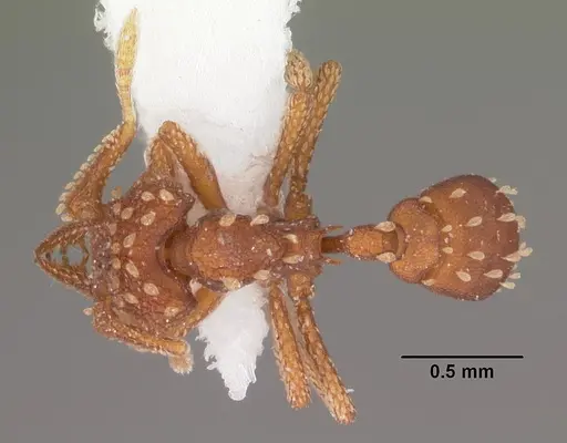 Talaridris mandibularis specimen CASENT0102365 image casent0102365_1