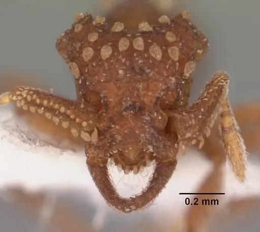 Talaridris mandibularis specimen CASENT0102365 image casent0102365_2