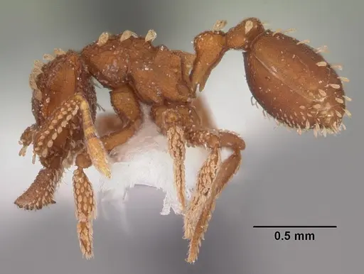 Talaridris mandibularis specimen CASENT0102365 image casent0102365_3