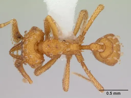 Talaridris mandibularis specimen CASENT0178733 image casent0178733_1