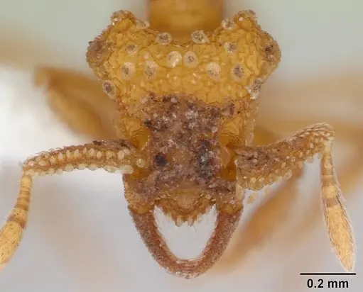 Talaridris mandibularis specimen CASENT0178733 image casent0178733_2