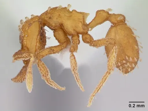Talaridris mandibularis specimen CASENT0178733 image casent0178733_3