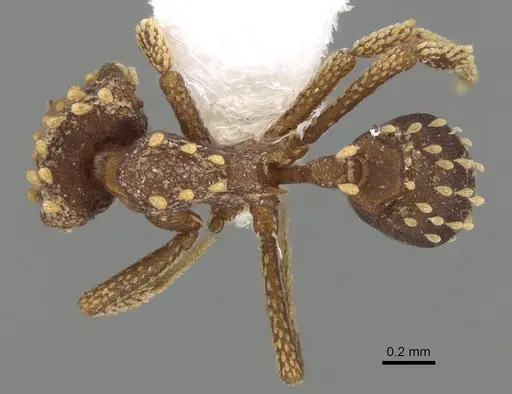 Talaridris mandibularis specimen CASENT0235384-D01 image casent0235384-d01_1