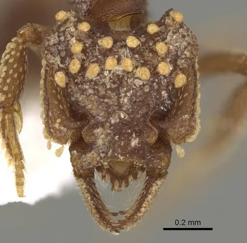 Talaridris mandibularis specimen CASENT0235384-D01 image casent0235384-d01_2